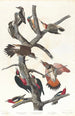 Pic chevelu Pic à ventre rouge Pic à ailes rouges Pic de Lewis Pic à poitrine rouge - John James Audubon — weergave van het kunstwerk