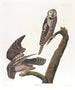 Uil van de torenvalk - John James Audubon — weergave van het kunstwerk