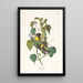 Paruline des pruches - John James Audubon — ingelijst kunstwerk aan de muur