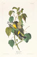 Paruline des pruches - John James Audubon — weergave van het kunstwerk