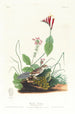 Bruant de Henslow - John James Audubon — weergave van het kunstwerk
