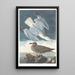 Zeearend - John James Audubon — ingelijst kunstwerk aan de muur