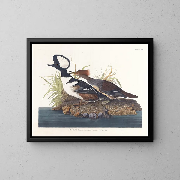 Huppelende Eend - John James Audubon — ingelijst kunstwerk aan de muur