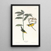 Paruline à capuchon - John James Audubon — ingelijst kunstwerk aan de muur