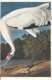 Witte kraan - John James Audubon — weergave van het kunstwerk