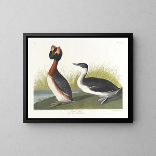 John James Audubon - Horned grebe.webp