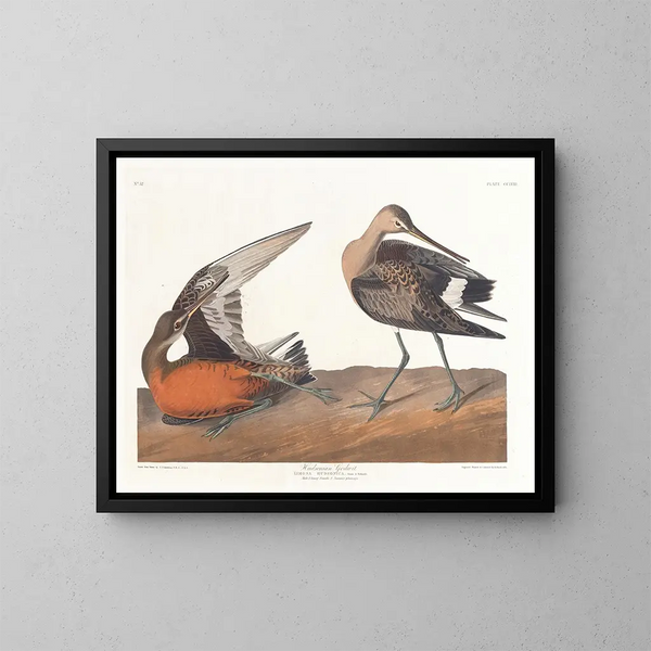 Barge hudsonienne - John James Audubon — ingelijst kunstwerk aan de muur