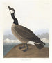 van de nonnetje van Hutchins - John James Audubon — weergave van het kunstwerk
