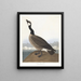 van de nonnetje van Hutchins - John James Audubon — ingelijst kunstwerk aan de muur