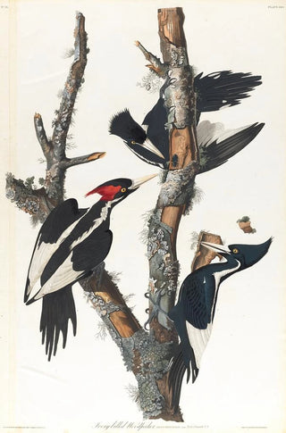 John James Audubon - Ivorybilled woodpecker.webp