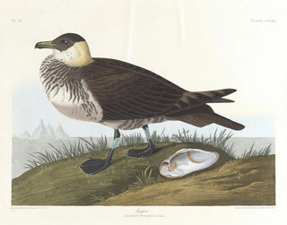 Jager - John James Audubon — weergave van het kunstwerk