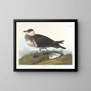 Jager - John James Audubon — ingelijst kunstwerk aan de muur