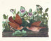 Colombe de Key West - John James Audubon — weergave van het kunstwerk