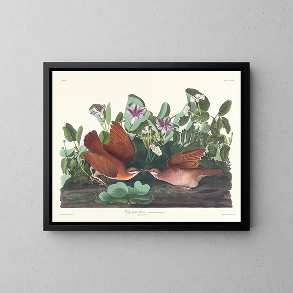 Colombe de Key West - John James Audubon — ingelijst kunstwerk aan de muur