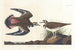 Pluvier kildir - John James Audubon — weergave van het kunstwerk