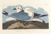 Zeemeeuw tridactyle - John James Audubon — weergave van het kunstwerk
