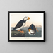 Pijlstaartvogel met grote snavel - John James Audubon — ingelijst kunstwerk aan de muur