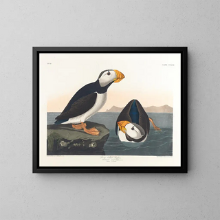 John James Audubon - Largebilled puffin.webp