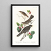 Grive fauve - John James Audubon — ingelijst kunstwerk aan de muur