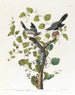 Pie-grièche migratrice - John James Audubon — weergave van het kunstwerk