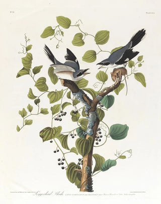 John James Audubon - Loggerhead shrike.webp
