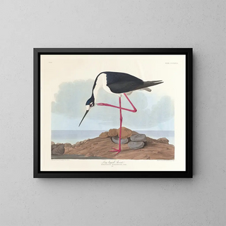 John James Audubon - Longlegged avocet.webp