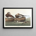 Eend met lange staart - John James Audubon — ingelijst kunstwerk aan de muur