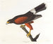 Faucon de Louisiane - John James Audubon — weergave van het kunstwerk