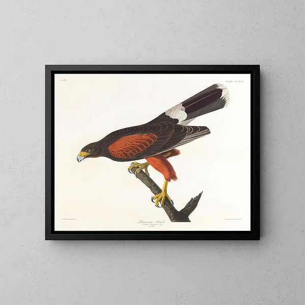Faucon de Louisiane - John James Audubon — ingelijst kunstwerk aan de muur
