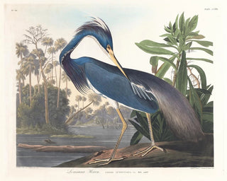 John James Audubon - Louisiana heron.webp