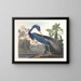 Heron van Louisiana - John James Audubon — ingelijst kunstwerk aan de muur