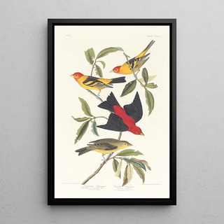 John James Audubon - Louisiana tanager Scarlet tanager.webp