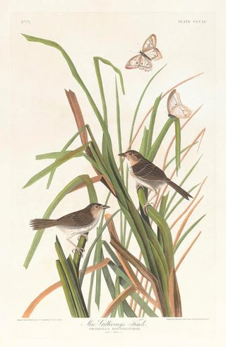 John James Audubon - MacGillivrays finch.webp
