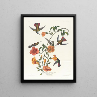 John James Audubon - Mangrove humming bird.webp