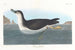 Puffin des Anglais - John James Audubon — weergave van het kunstwerk
