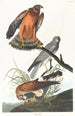 Rietzanger - John James Audubon — weergave van het kunstwerk