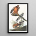 Rietzanger - John James Audubon — ingelijst kunstwerk aan de muur