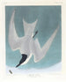 Sterne des marais - John James Audubon — weergave van het kunstwerk