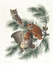Uil met gevlekte veren - John James Audubon — weergave van het kunstwerk