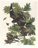 Uil in de nacht - John James Audubon — weergave van het kunstwerk