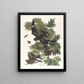 John James Audubon - Night hawk.webp