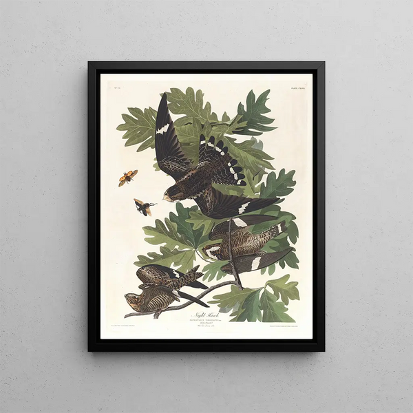 John James Audubon - Night hawk.webp