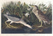 Bihoreau of vogel-qua - John James Audubon — weergave van het kunstwerk