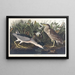 Bihoreau of vogel-qua - John James Audubon — ingelijst kunstwerk aan de muur