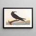Noddi brun - John James Audubon — ingelijst kunstwerk aan de muur