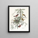 Loriot des vergers - John James Audubon — ingelijst kunstwerk aan de muur