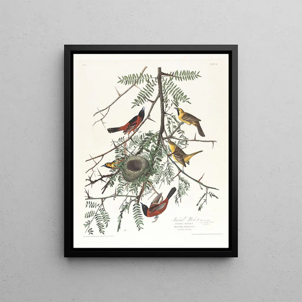 John James Audubon - Orchard oriole.webp