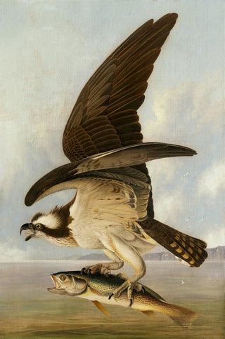 John James Audubon - Osprey and Weakfish.webp