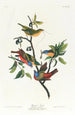 Pinson peint - John James Audubon — weergave van het kunstwerk