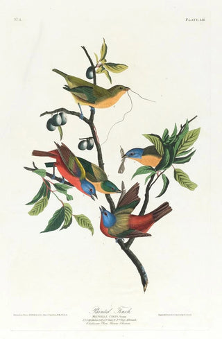 John James Audubon - Painted finch.webp